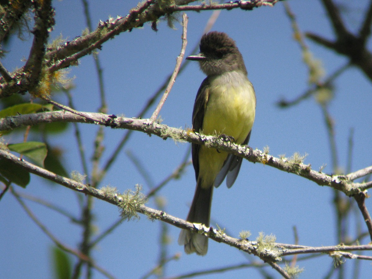 Apical Flycatcher - Dave Slager