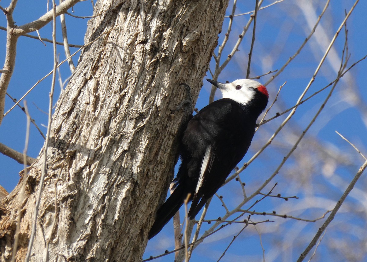 White-headed Woodpecker - John Callender