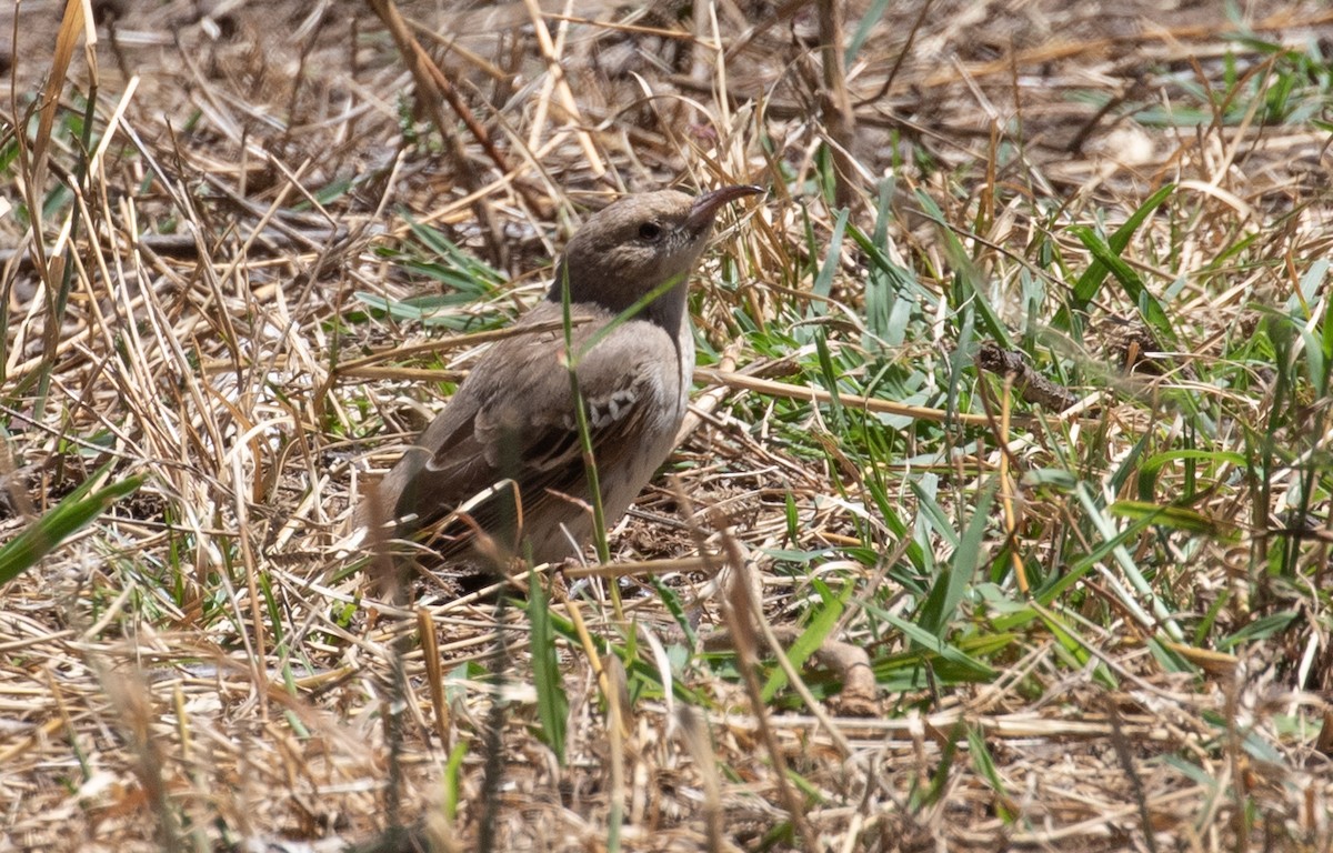 Pied Honeyeater - ML140089301