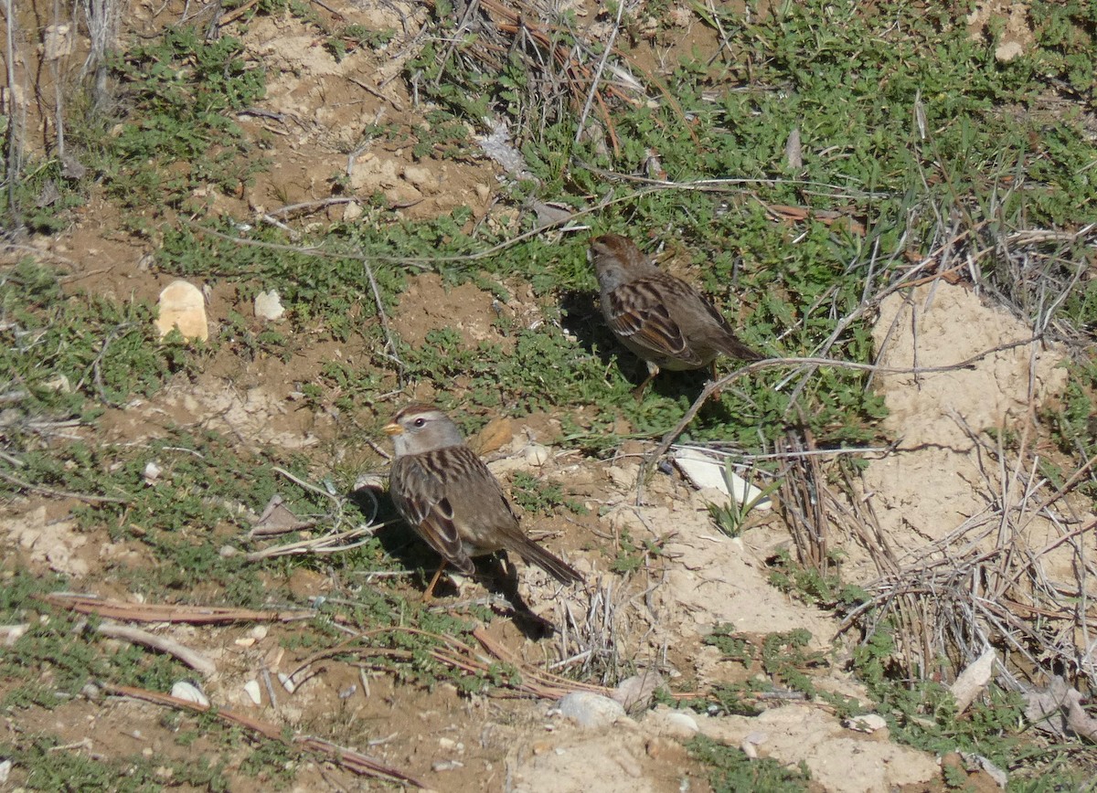 Bruant à couronne blanche - ML140089481