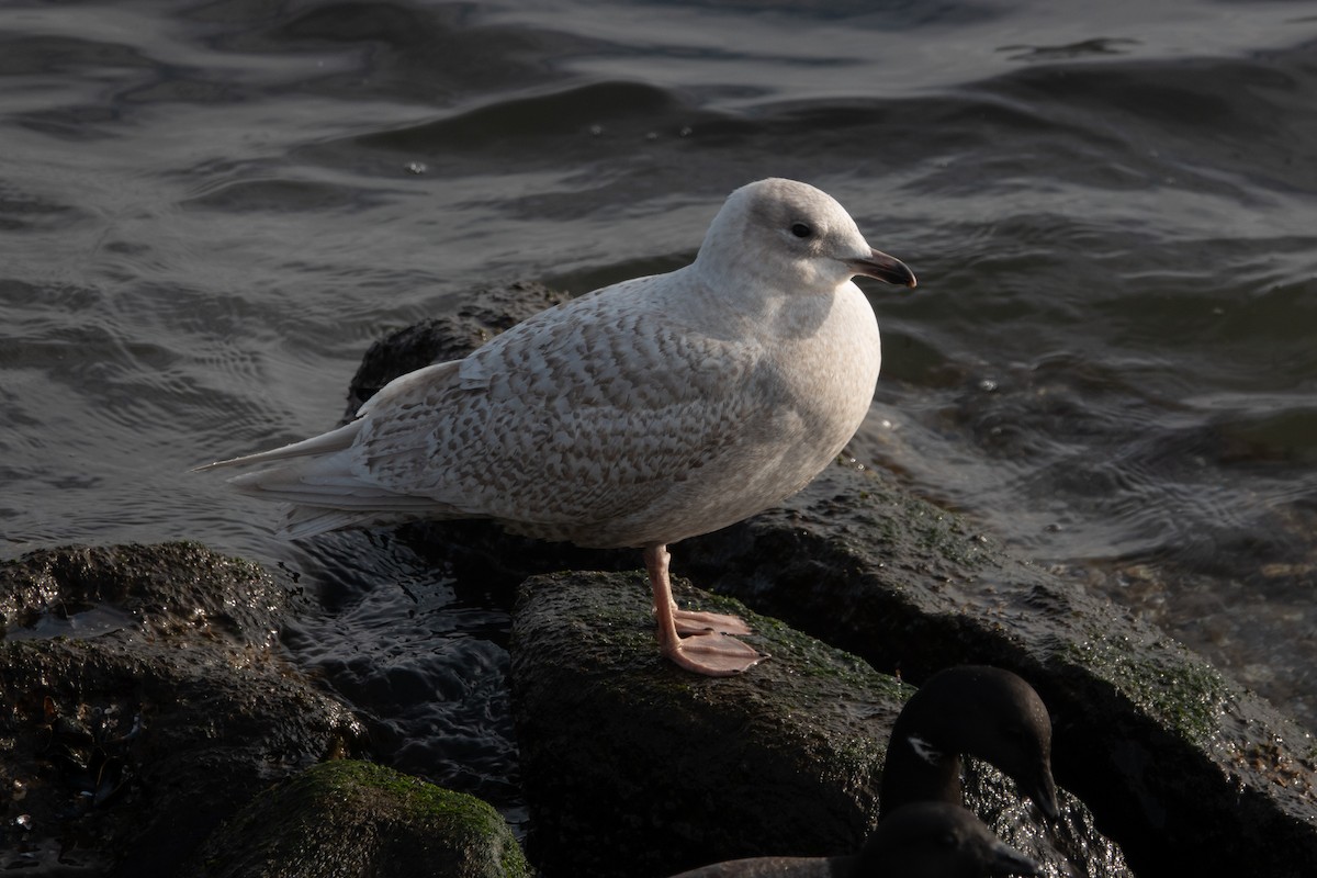 Iceland Gull (kumlieni) - ML140089931