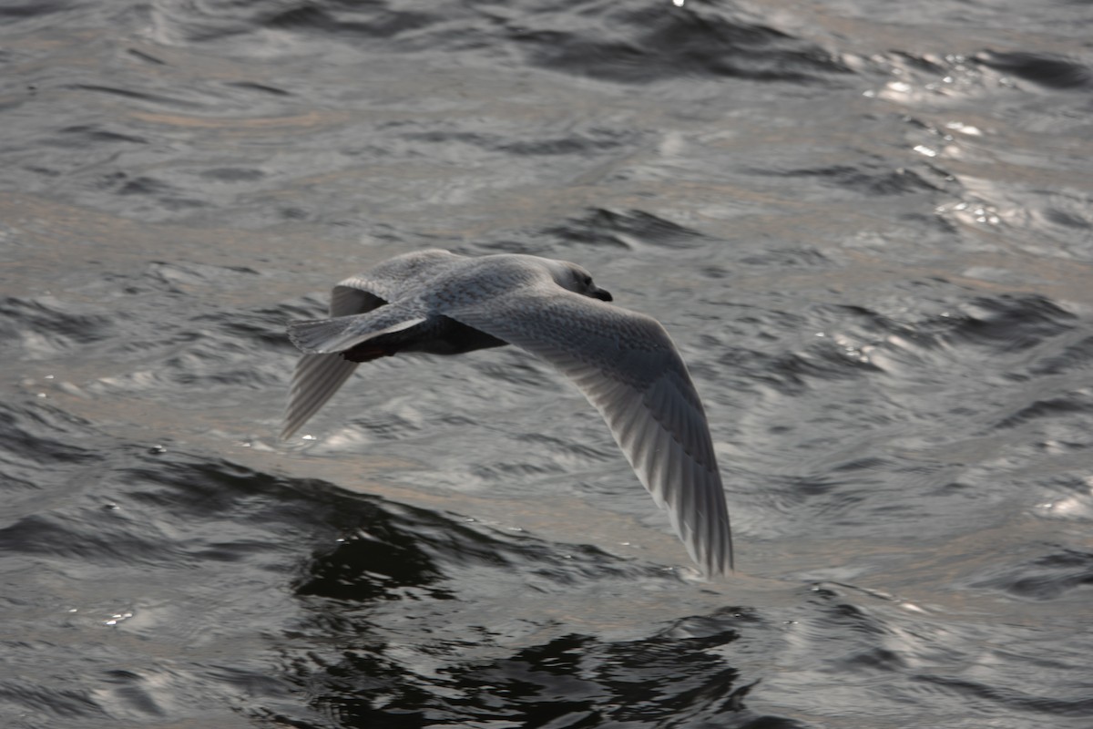 Iceland Gull (kumlieni) - ML140090041