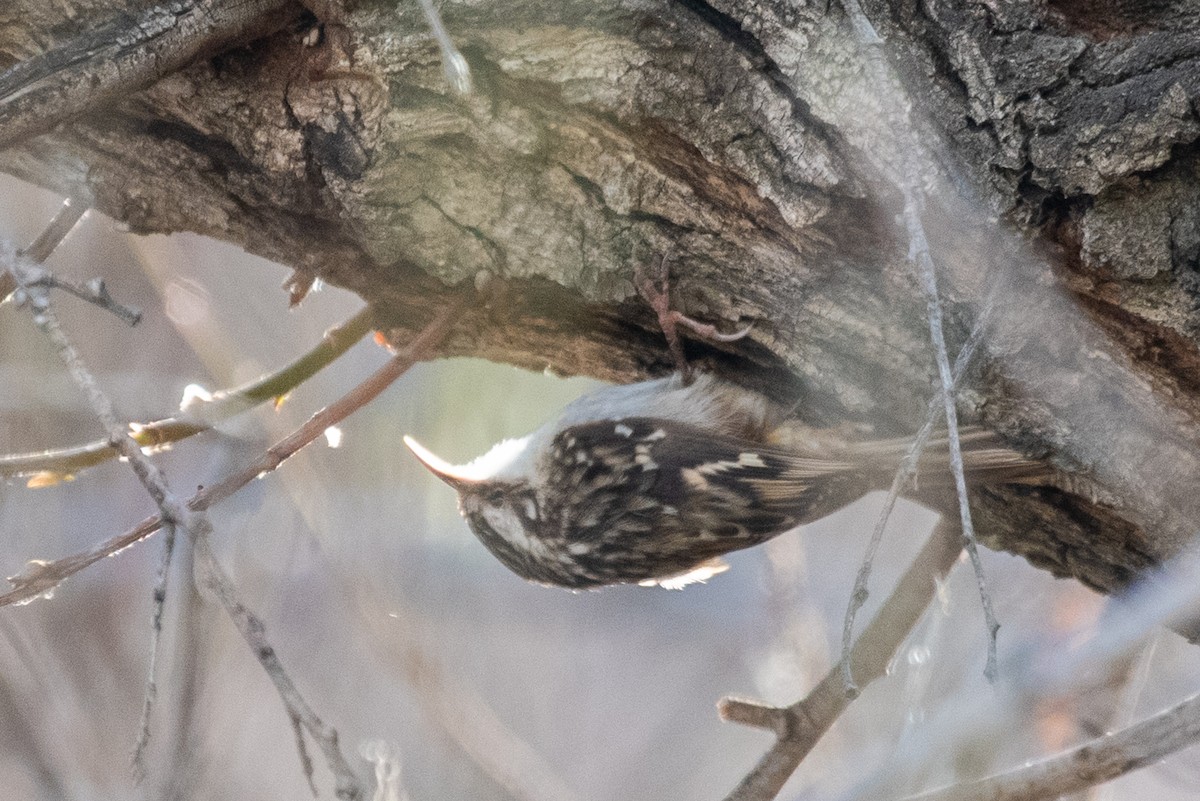 Brown Creeper - ML140090111