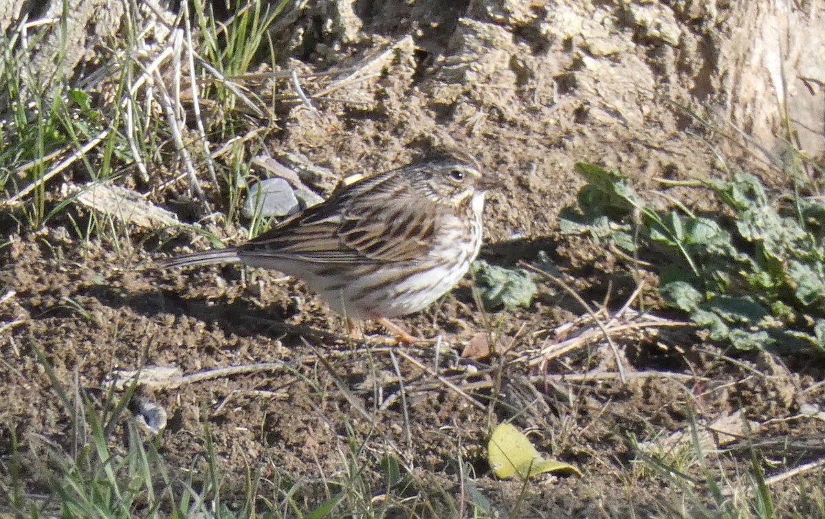 Savannah Sparrow - ML140090841