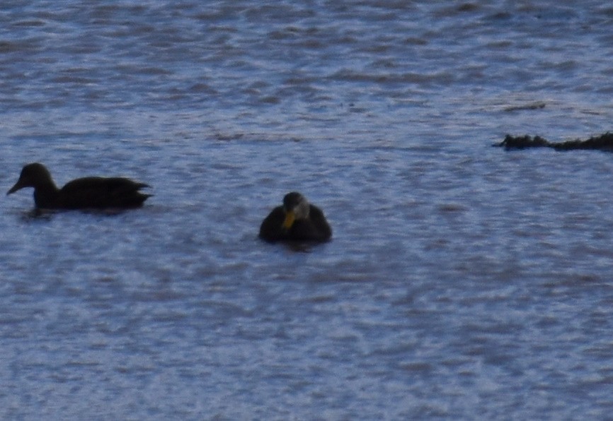 American Black Duck - Scott Makepeace