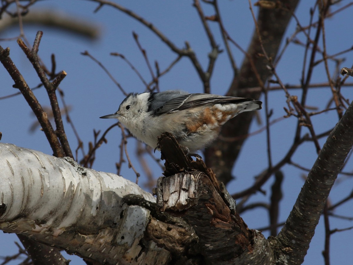 ムナジロゴジュウカラ（carolinensis） - ML140091091