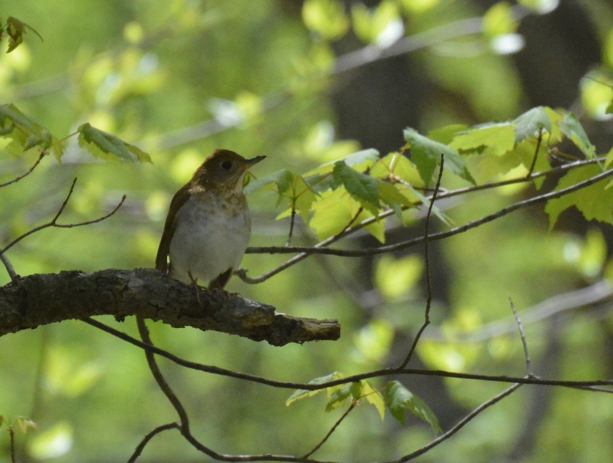 Veery - ML140091521