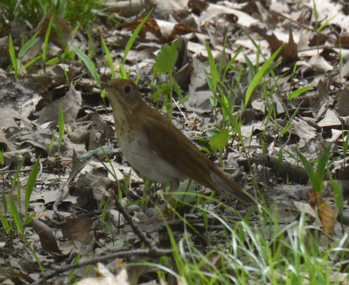 Veery - ML140091851