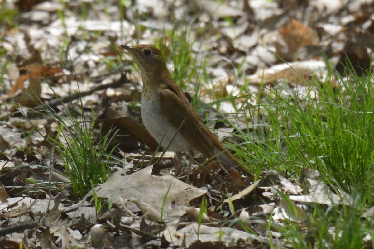 Veery - ML140091871