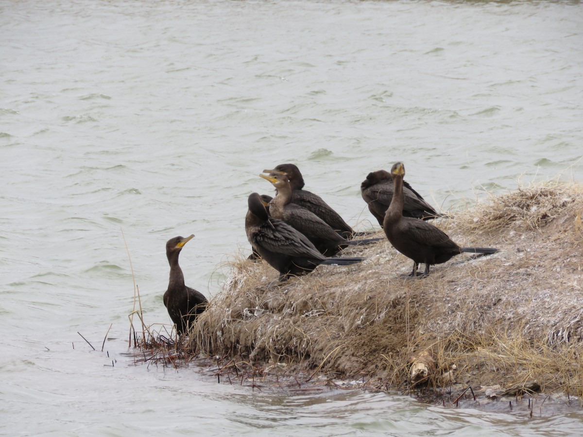 Cormorán Biguá - ML140092251