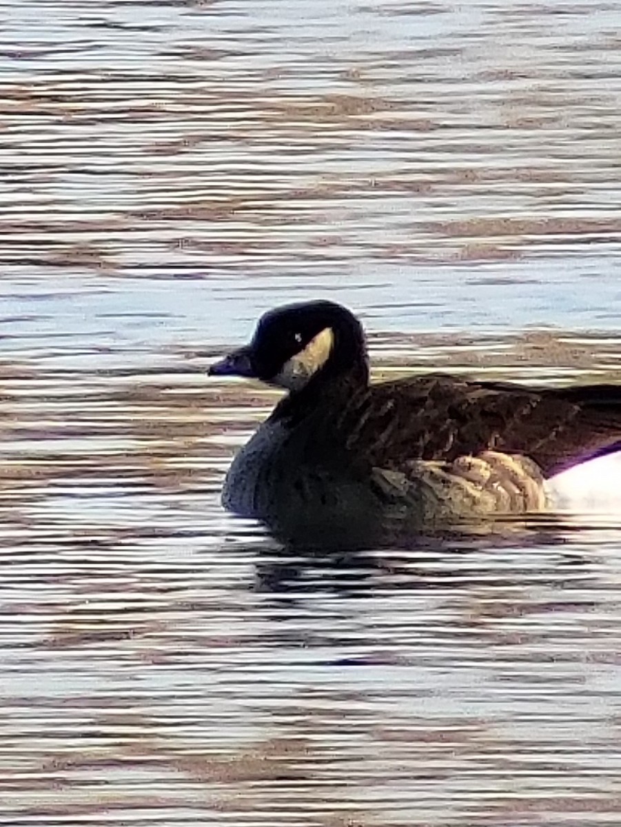 Cackling Goose - Brooks Bennett