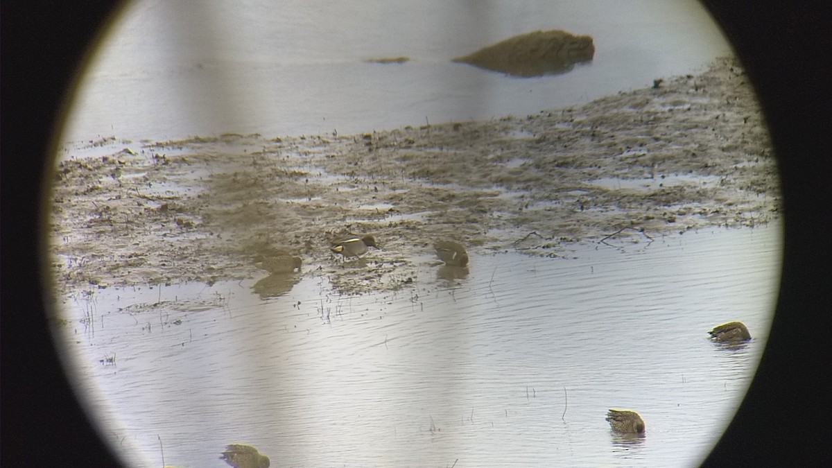 Green-winged Teal (Eurasian) - Josh Adams