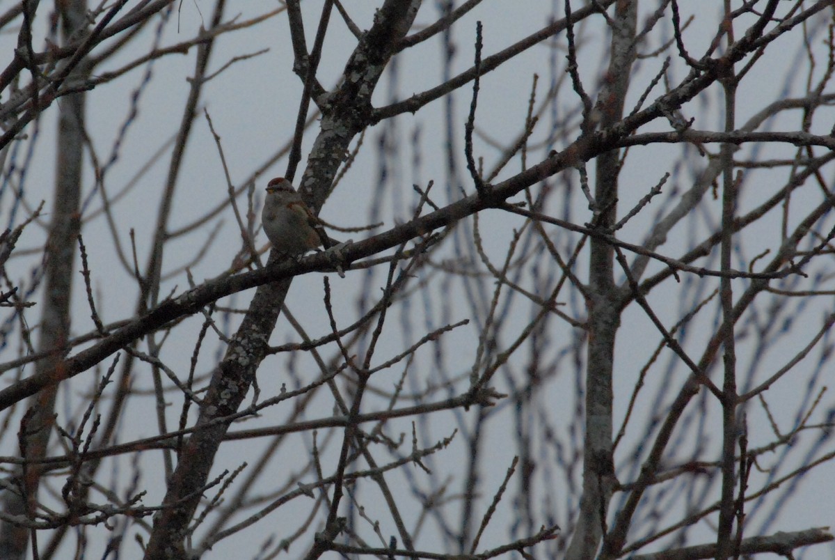 American Tree Sparrow - ML140094531
