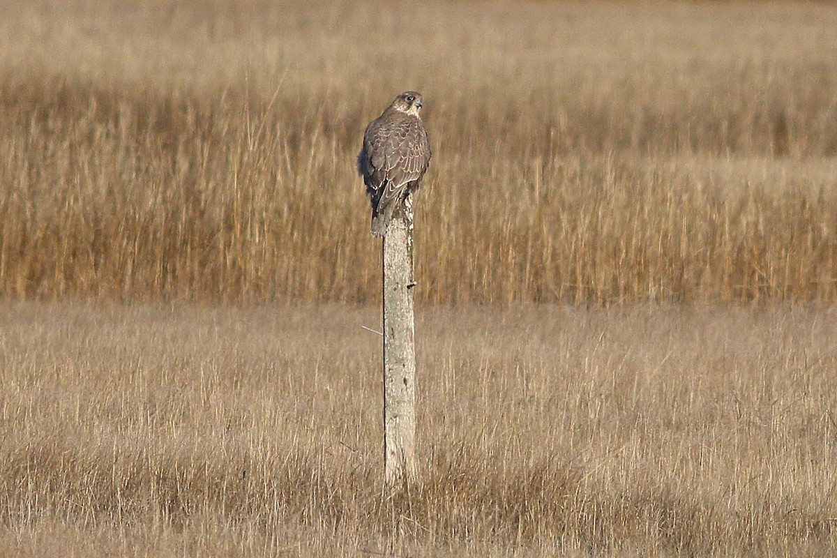 Gyrfalcon - ML140095311