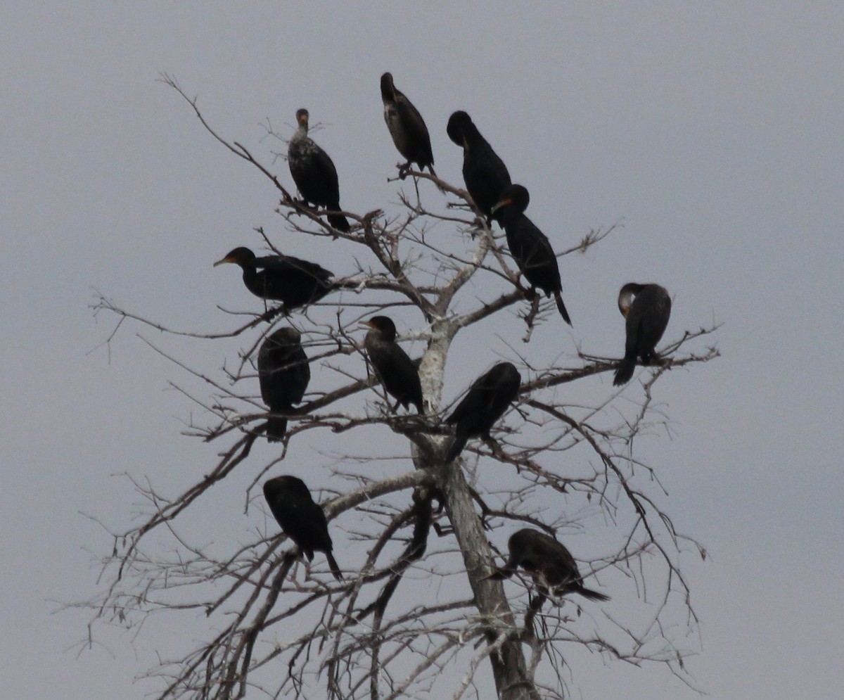 Double-crested Cormorant - ML140096211