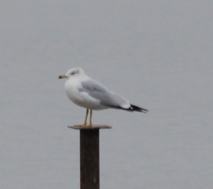 Ring-billed Gull - David Brotherton, cc