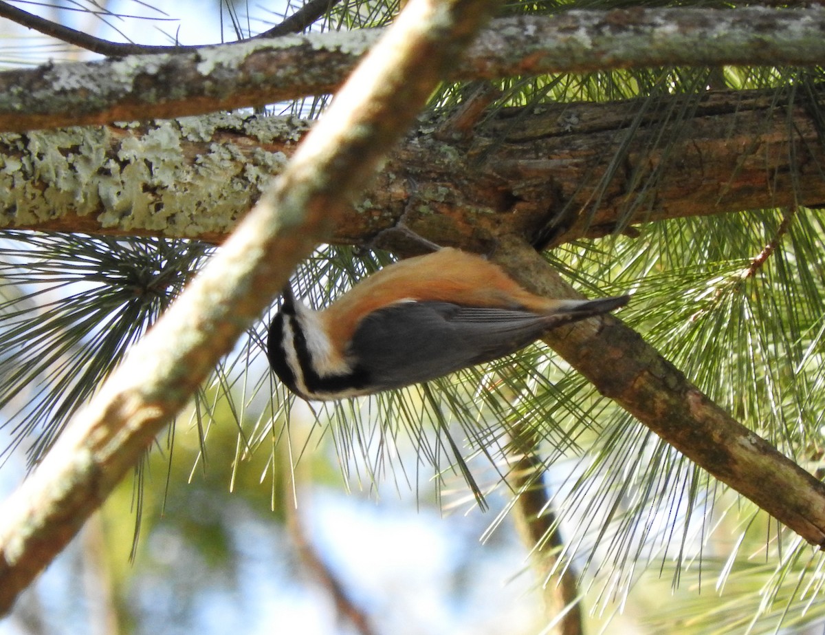 Red-breasted Nuthatch - ML140097931