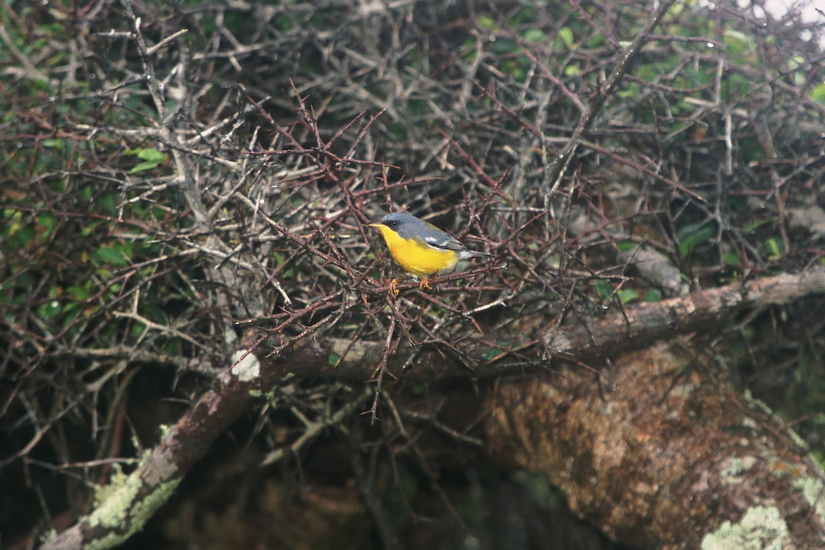 Tropical Parula - ML140099501