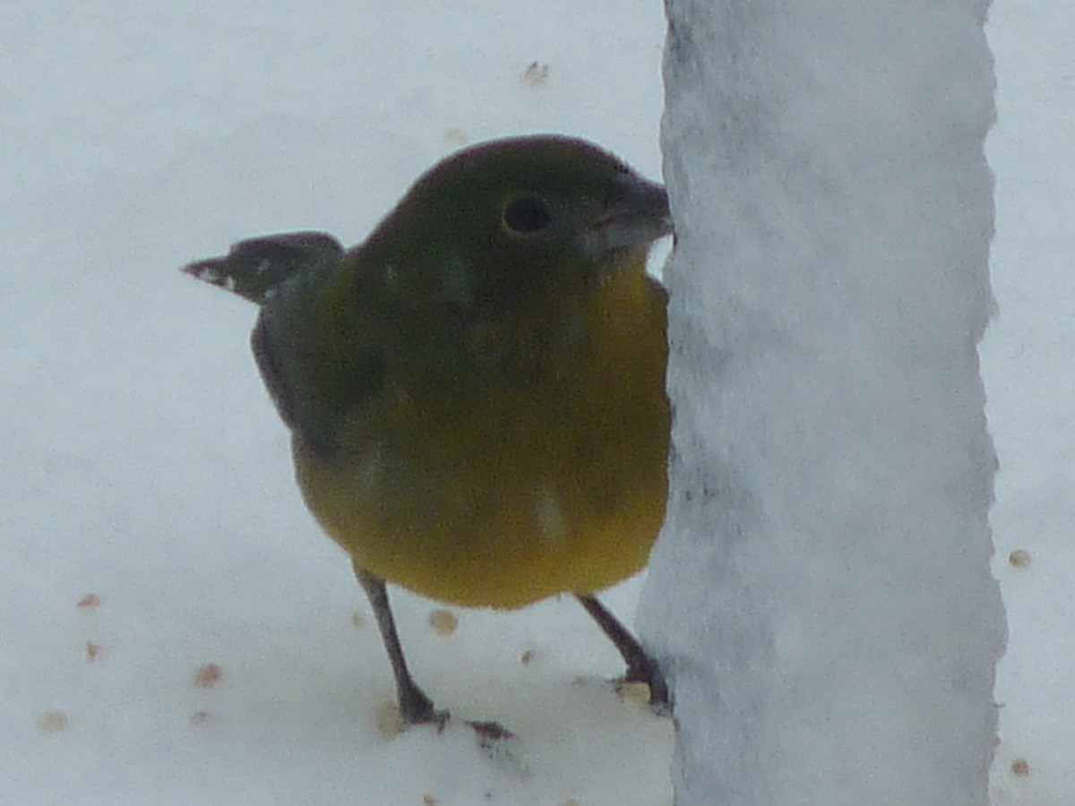 Painted Bunting - ML140100241