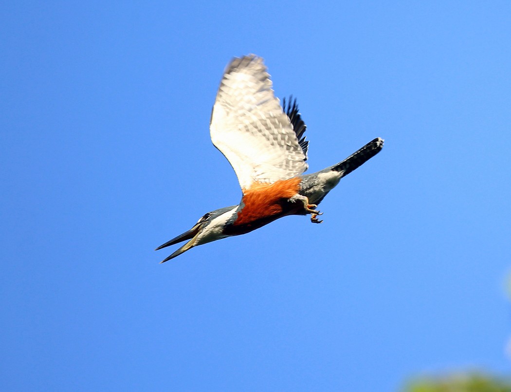 Ringed Kingfisher - ML140101351