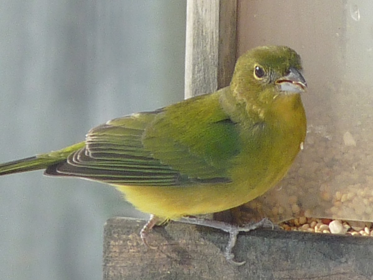 Painted Bunting - ML140101951