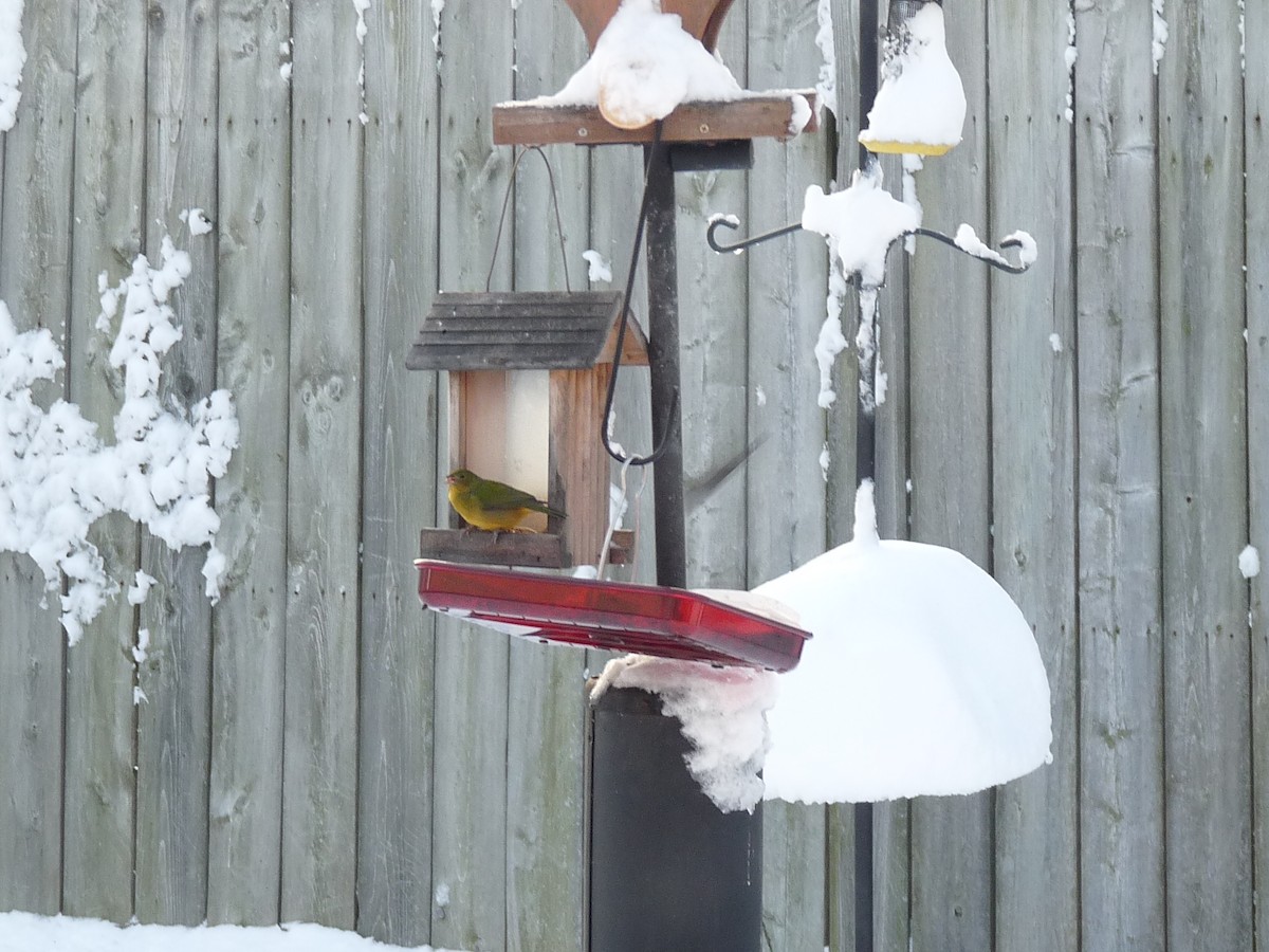 Painted Bunting - ML140102351