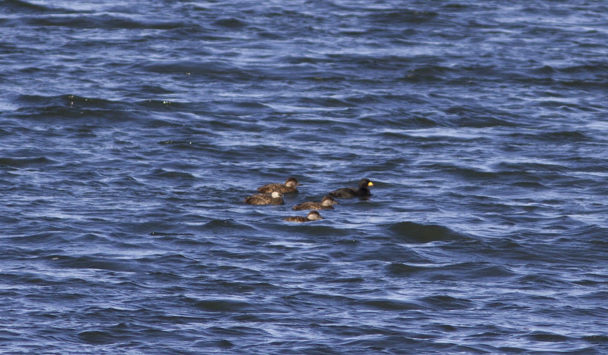 Black Scoter - ML140102401