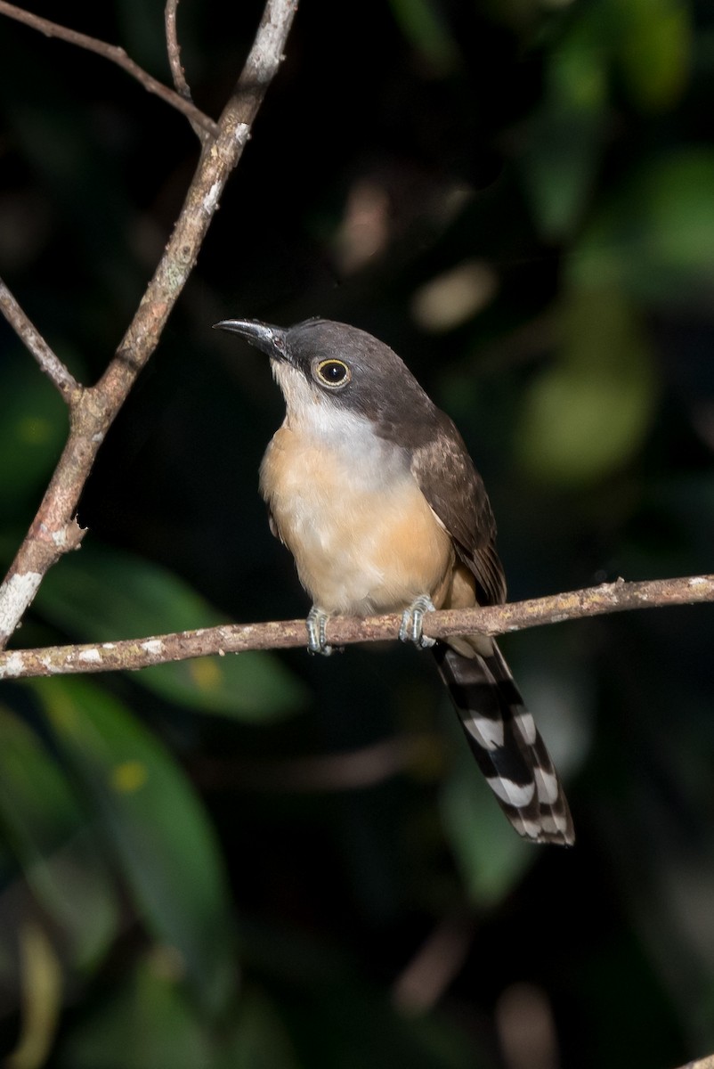 Dark-billed Cuckoo - ML140105521