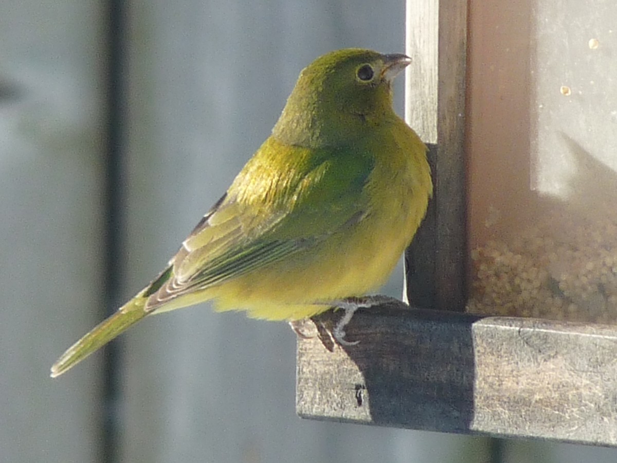 Painted Bunting - ML140105881