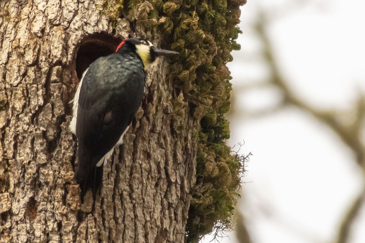 Acorn Woodpecker - ML140105921