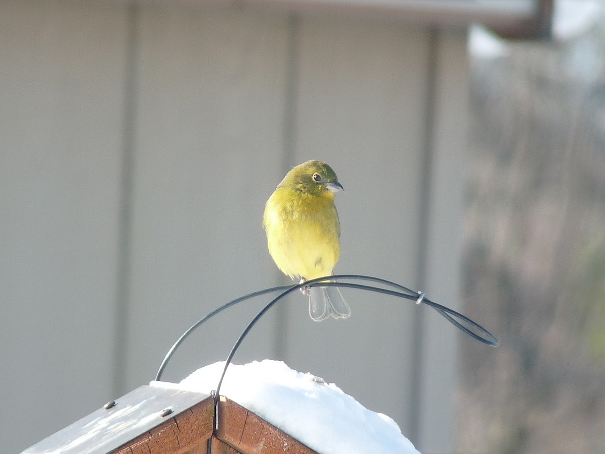 Painted Bunting - ML140106041