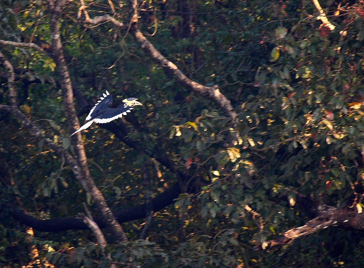 Malabar Pied-Hornbill - ML140106101