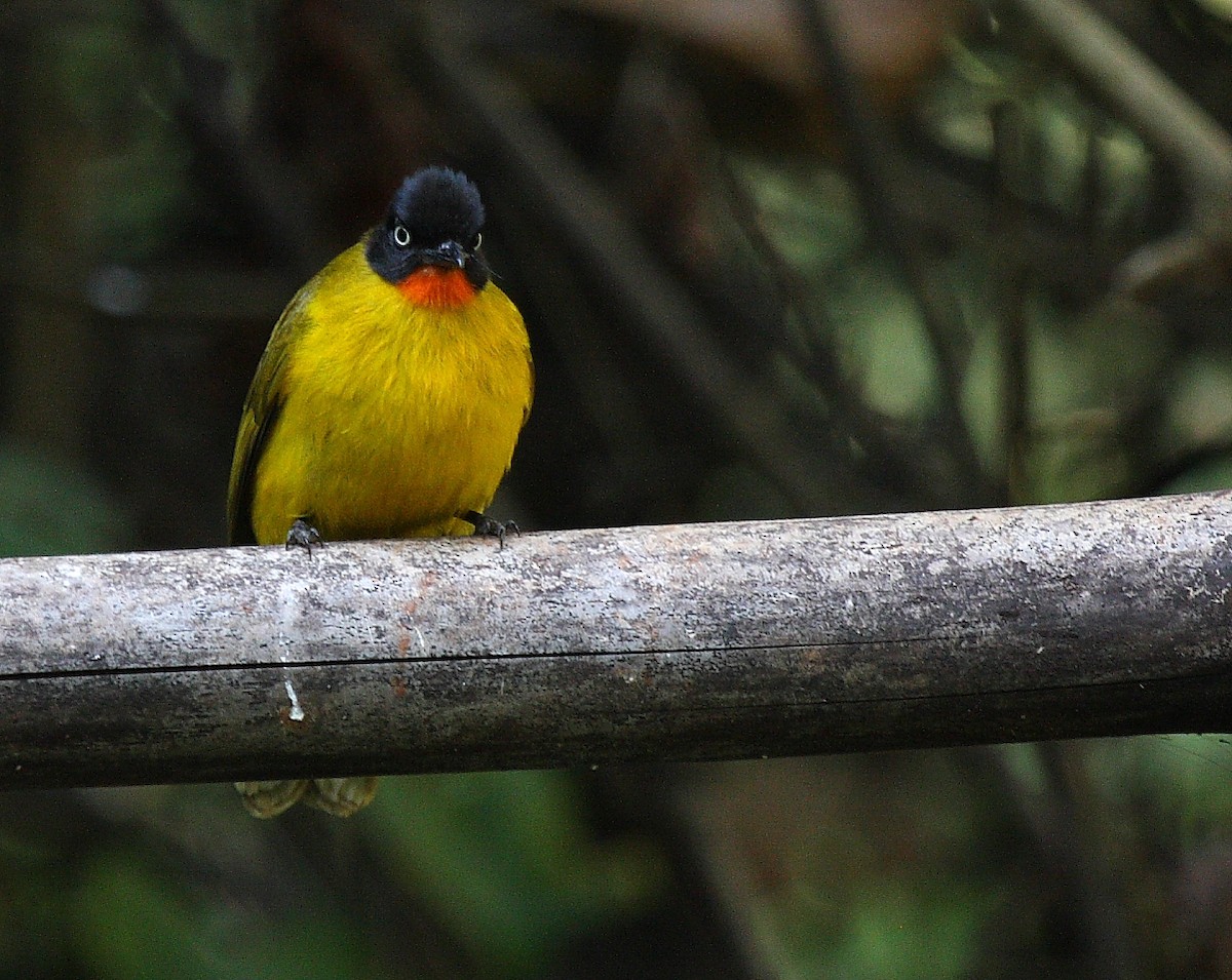 Flame-throated Bulbul - Gopi Sundar