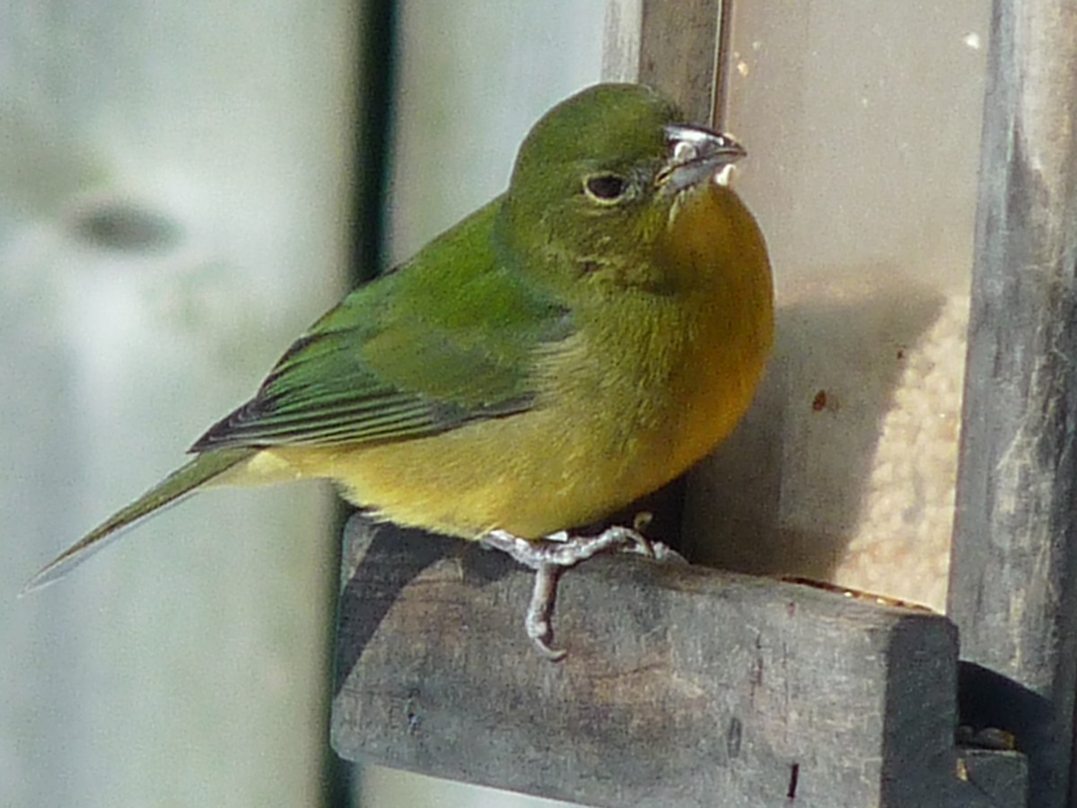 Painted Bunting - ML140106501