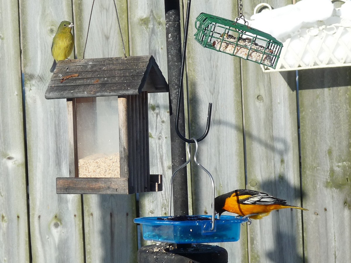 Painted Bunting - ML140106621