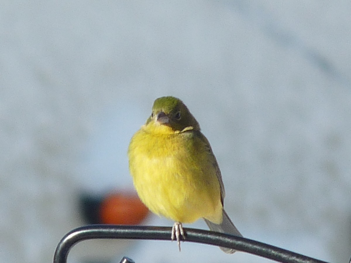 Painted Bunting - ML140106961