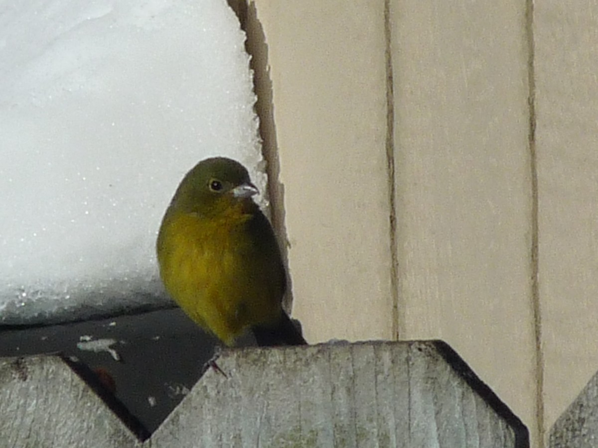 Painted Bunting - ML140106971