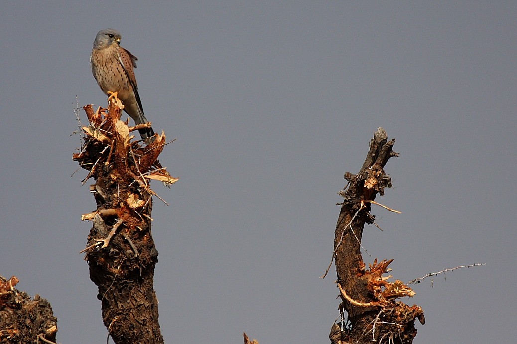 Eurasian Kestrel - ML140108751