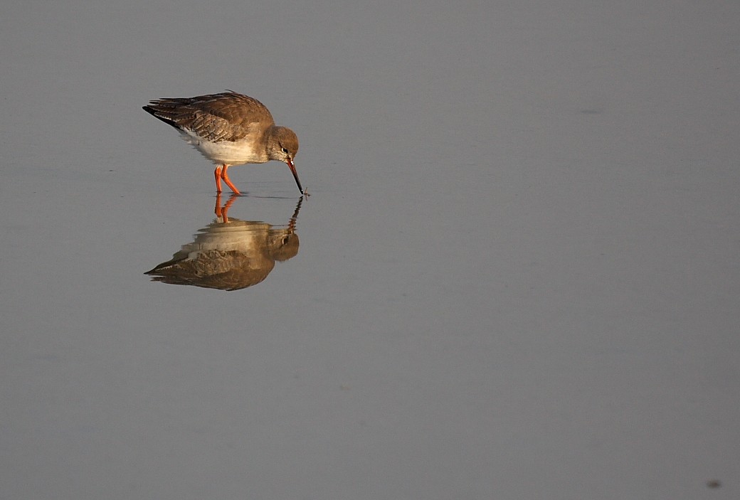 Common Redshank - ML140108831