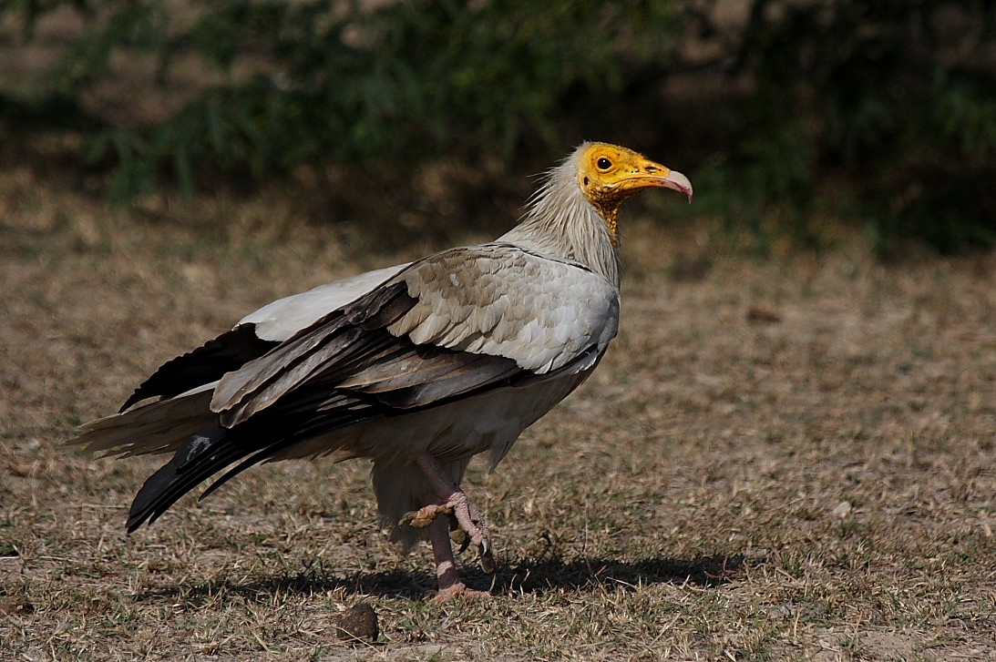 Egyptian Vulture - ML140109041