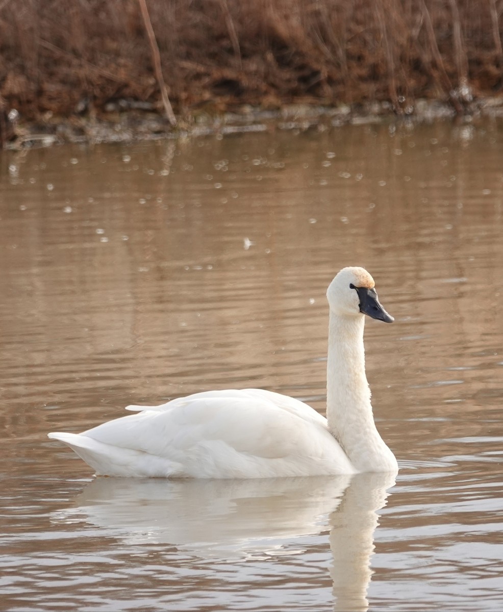 Tundra Swan - ML140109071