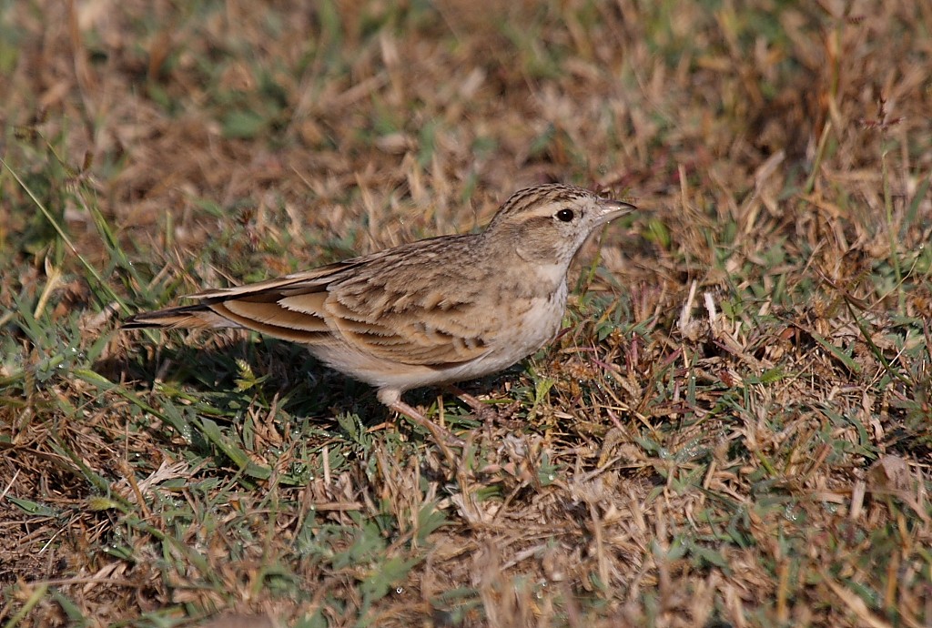 Greater Short-toed Lark - Gopi Sundar