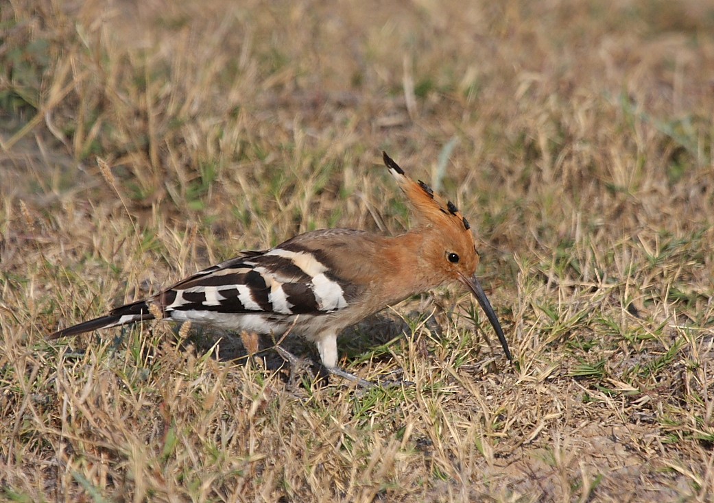 Eurasian Hoopoe - ML140109241