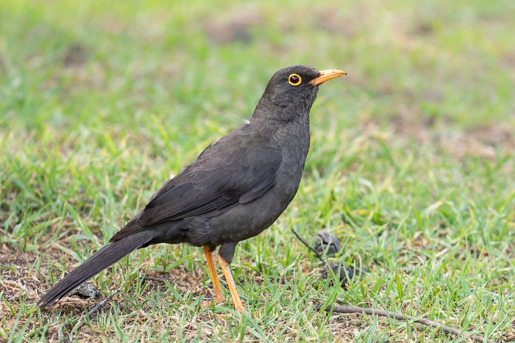 Great Thrush - Ilya Povalyaev