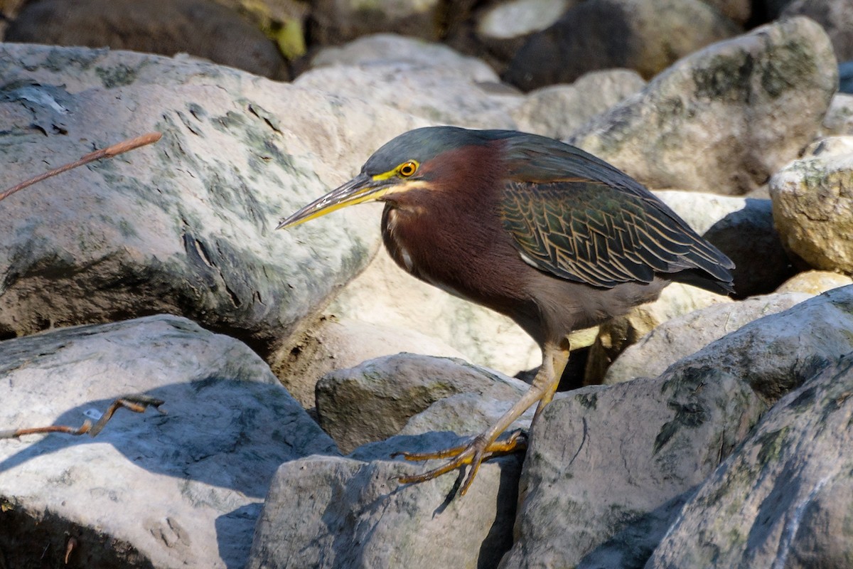 Green Heron - ML140110001