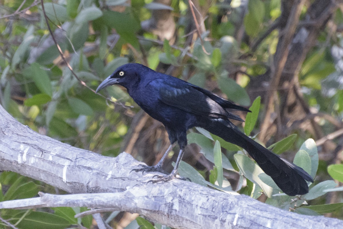 Great-tailed Grackle - ML140110081