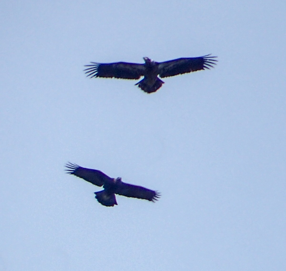 Bald Eagle - ML140110171