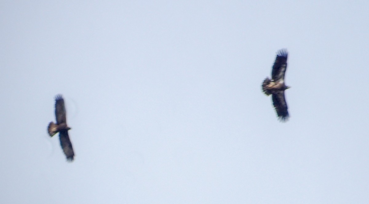 Bald Eagle - ML140110201