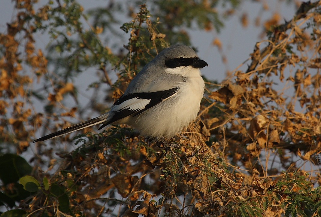 Great Gray Shrike - ML140110411