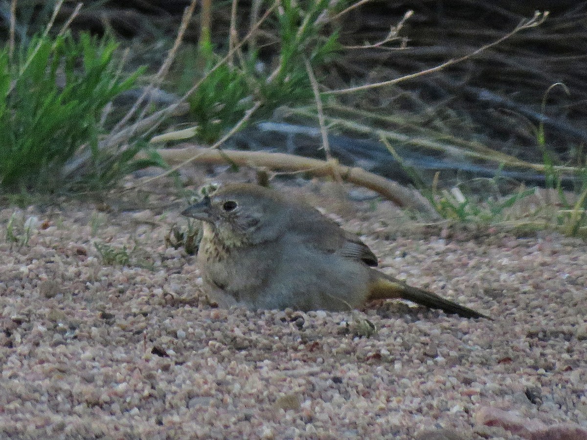 Canyon Towhee - ML140110511